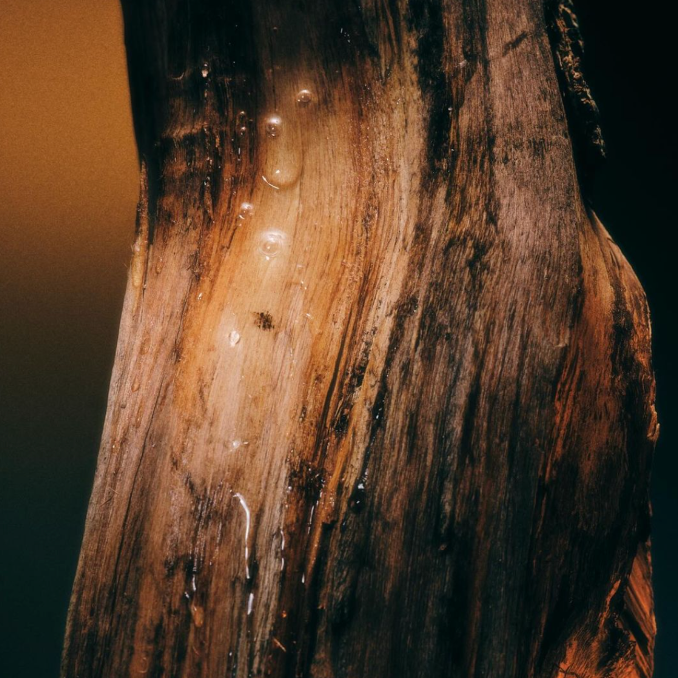 Ascent To Detox With Smoky Quartz Eau de Parfum